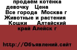 продаём котёнка девочку › Цена ­ 6 500 - Все города, Москва г. Животные и растения » Кошки   . Алтайский край,Алейск г.